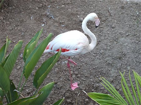 Greater Flamingos (Phoenicopterus roseus) are the largest member of the flamingo family and they are the most widespread. They stand up to 5ft tall, have a wingspan between 4.5 - 5.5 ft and they weigh up to 9lb. Photographie de stock - Aubaine LD & Abonnement, Code: 400-07210599