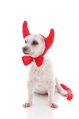 Naughty devil dog in costume horns and tail.  White background. Fotografie stock - Microstock e Abbonamento, Codice: 400-07210665