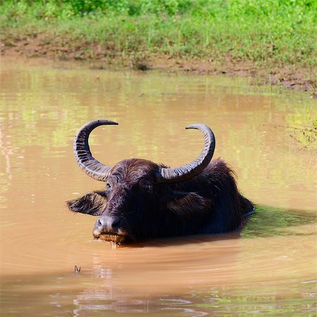 simsearch:400-07323527,k - Water Buffalo (Bubalus bubalis) takes a bath in mud water, Sri Lanka Stock Photo - Budget Royalty-Free & Subscription, Code: 400-07210662