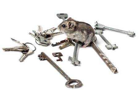 Djungarian Hamster on the old keys Stock Photo - Budget Royalty-Free & Subscription, Code: 400-07210703