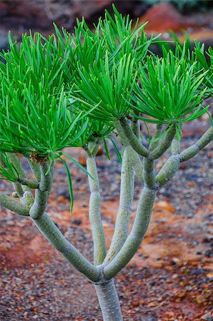 simsearch:400-08919030,k - Plant on North-west coast of Tenerife near Punto Teno Lighthouse, Canarian Islands Photographie de stock - Aubaine LD & Abonnement, Code: 400-07210715