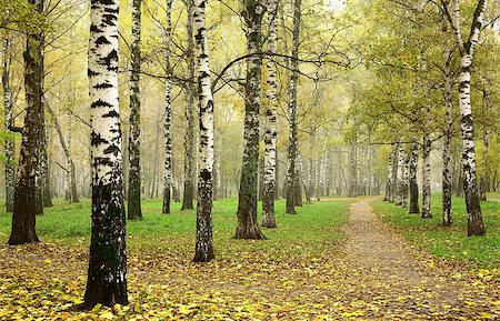 elenakovaleva (artist) - Morning autumn mist in october birch grove at crossing paths Stockbilder - Microstock & Abonnement, Bildnummer: 400-07211077