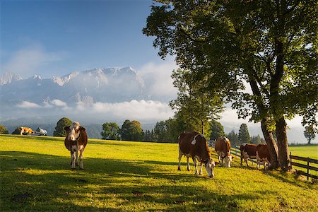 simsearch:400-07658135,k - On a farm in the high mountains in Austria Stock Photo - Budget Royalty-Free & Subscription, Code: 400-07211149
