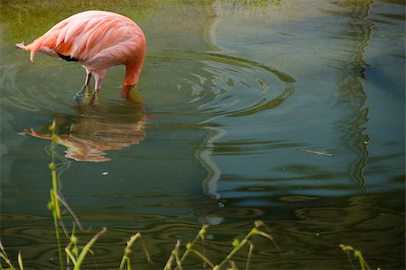 simsearch:400-05083973,k - Caribbean Flamingo, Phoenicopterus ruber with head under water Foto de stock - Super Valor sin royalties y Suscripción, Código: 400-07211189