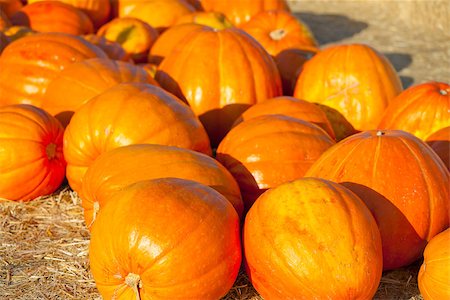 bright orange pumpkins at the pumpkin patch Stock Photo - Budget Royalty-Free & Subscription, Code: 400-07211181