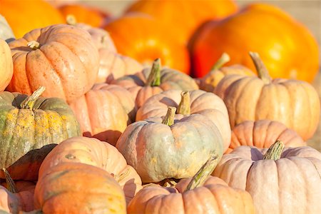 colorful pumpkins at the pumpkin patch at fall Stock Photo - Budget Royalty-Free & Subscription, Code: 400-07211182