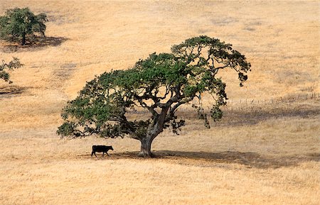 simsearch:400-08692999,k - The cow under a lonely tree in fields of California Foto de stock - Super Valor sin royalties y Suscripción, Código: 400-07211289