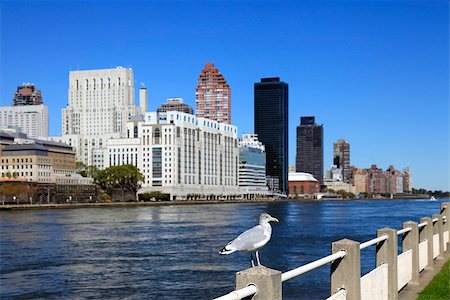 Seagull in Manhattan, New York Fotografie stock - Microstock e Abbonamento, Codice: 400-07211298