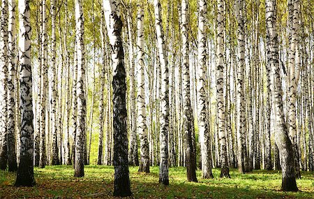 simsearch:400-06852043,k - Autumn birch grove with sunlight and shadow in october sunset evening Fotografie stock - Microstock e Abbonamento, Codice: 400-07211340