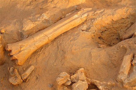 Five million year old fossil bones of extinct mammals, West coast fossil park, South Africa Foto de stock - Super Valor sin royalties y Suscripción, Código: 400-07211705