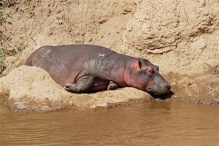 simsearch:400-05738491,k - Hippopotamus (Hippopotamus amphibius) resting on river bank, Mara river, Kenya Stock Photo - Budget Royalty-Free & Subscription, Code: 400-07211708