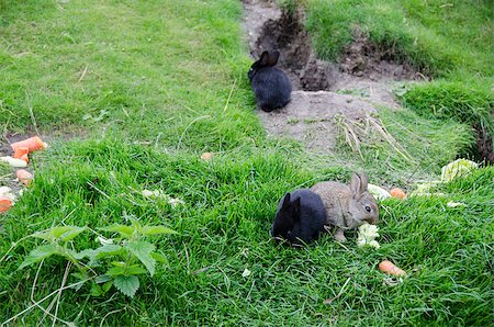 simsearch:400-04577365,k - Cute rabbits sitting on green grass and eating Photographie de stock - Aubaine LD & Abonnement, Code: 400-07212283