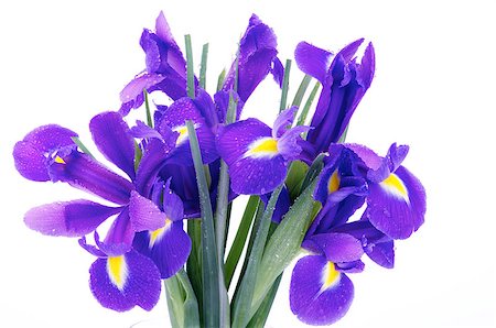 simsearch:400-07169438,k - Bunch of Beautiful Purple Dutch Iris with Water Droplets isolated on white background Stock Photo - Budget Royalty-Free & Subscription, Code: 400-07212616