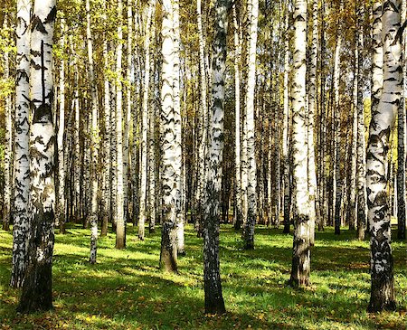simsearch:400-06852043,k - Beautiful sunlight autumn birch grove in the evening Fotografie stock - Microstock e Abbonamento, Codice: 400-07212733