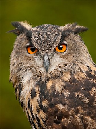 Portrait of a Eurasian Eagle-Owl (bobu bubo) Photographie de stock - Aubaine LD & Abonnement, Code: 400-07213128