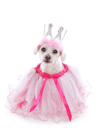 pampered princess - Pampered princess pooch wearing a pale pink tulle dress and bejewelled crown.  Party, halloween, etc.  White background. Stock Photo - Budget Royalty-Free & Subscription, Code: 400-07213164