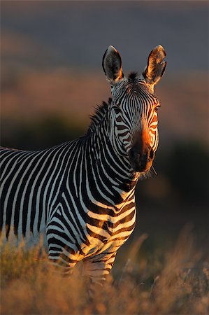 Cape Mountain Zebra (Equus zebra), Mountain Zebra National Park, South Africa Foto de stock - Super Valor sin royalties y Suscripción, Código: 400-07213597