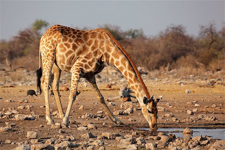 simsearch:400-07430708,k - Giraffe (Giraffa camelopardalis) drinking water, Etosha National Park, Namibia Stock Photo - Budget Royalty-Free & Subscription, Code: 400-07213599