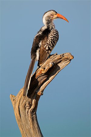 simsearch:400-04473063,k - Red-billed hornbill (Tockus erythrorhynchus) perched on a branch, South Africa Foto de stock - Super Valor sin royalties y Suscripción, Código: 400-07213602