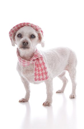 simsearch:400-04951103,k - Pretty pet dog wearing a trendy pink houndstooth cap and matching scarf.  White background. Stock Photo - Budget Royalty-Free & Subscription, Code: 400-07213634