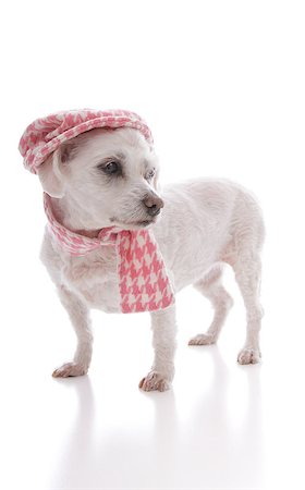 simsearch:400-04951103,k - Fashionable pet dog wearing a pink houndstooth winter scarf and matching hat.  White background, Stock Photo - Budget Royalty-Free & Subscription, Code: 400-07213635