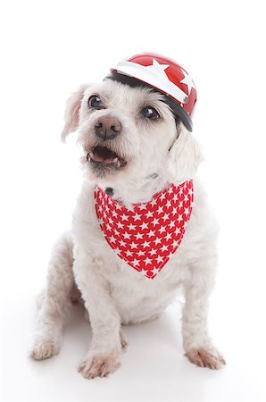 Tough biker dog wearing a red motorcycle helmet and bandana barking orders or being menacing.  White background. Stock Photo - Budget Royalty-Free & Subscription, Code: 400-07213637