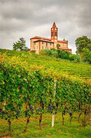 Scenic view of vineyards and old church in Piemont area, La Morra, Italy Foto de stock - Royalty-Free Super Valor e Assinatura, Número: 400-07213677