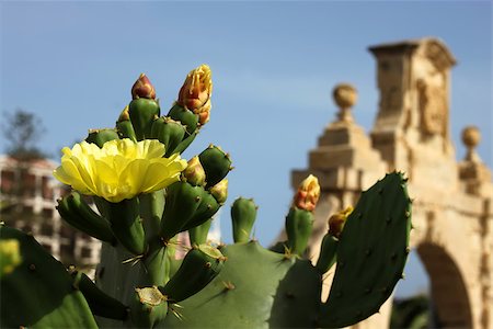 prickly pear - This is a photo of red prickly pear Stock Photo - Budget Royalty-Free & Subscription, Code: 400-07213690