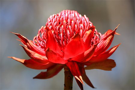 Waratah flowering in the wild bush Australia. Stock Photo - Budget Royalty-Free & Subscription, Code: 400-07213940