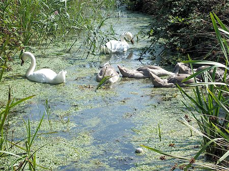 A family of Swans feeding on a drainage channel on Southwold's Town Marshes Stock Photo - Budget Royalty-Free & Subscription, Code: 400-07224207