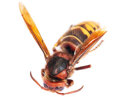 simsearch:400-05383771,k - Detailed macro photo of a hornet (Vespa crabro) on a white background Stockbilder - Microstock & Abonnement, Bildnummer: 400-07224286