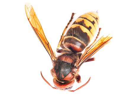 simsearch:400-05383771,k - Detailed macro photo of a hornet (Vespa crabro) on a white background Stockbilder - Microstock & Abonnement, Bildnummer: 400-07224287