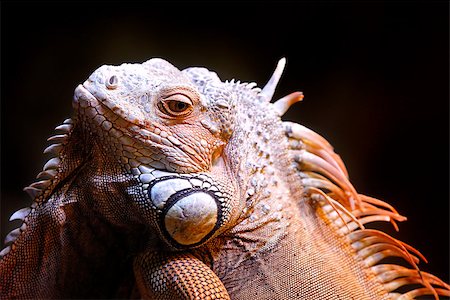 Portrait of a lizard close up Stock Photo - Budget Royalty-Free & Subscription, Code: 400-07224340