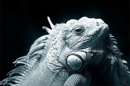 Portrait of a lizard close up Stock Photo - Budget Royalty-Free & Subscription, Code: 400-07224341