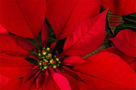 euphorbia - Bright christmas red poinsettia flower horizontal background Photographie de stock - Aubaine LD & Abonnement, Code: 400-07221166