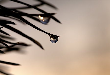 simsearch:400-06078050,k - Silhouette of water drop on pine-needle at evening. Selective focus. Stock Photo - Budget Royalty-Free & Subscription, Code: 400-07221337