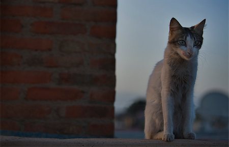 Young cat sitting close to orange wall, Marrakech, Morocco Stockbilder - Microstock & Abonnement, Bildnummer: 400-07221487