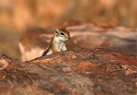 simsearch:400-04375895,k - Very cute rodent living in Grand Canyon. Usa Stock Photo - Budget Royalty-Free & Subscription, Code: 400-07221496