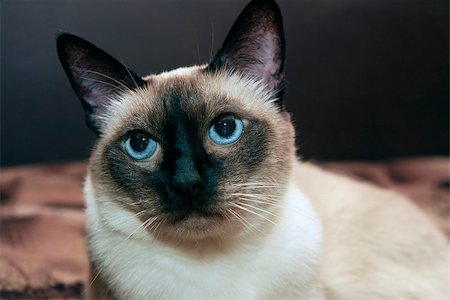 simsearch:400-06068864,k - facial close up of cute blue-eyed siamese cat Photographie de stock - Aubaine LD & Abonnement, Code: 400-07221501
