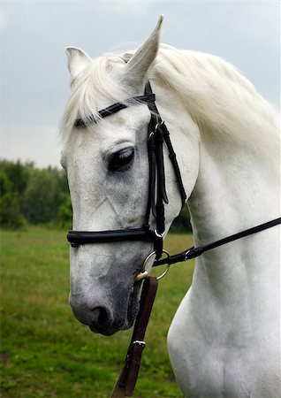 simsearch:400-08130471,k - Portrait of a white horse outdoor Stock Photo - Budget Royalty-Free & Subscription, Code: 400-07221520