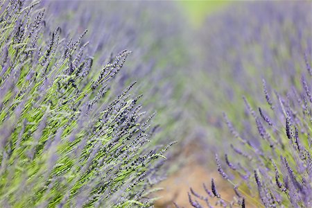 simsearch:400-04847486,k - close-up view of beautiful blooming lavender Foto de stock - Royalty-Free Super Valor e Assinatura, Número: 400-07221750