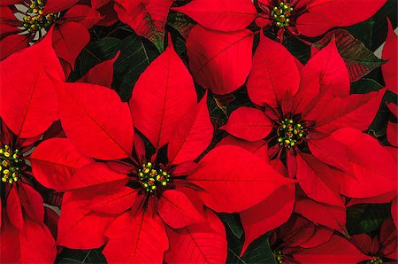 euphorbia - Bright christmas red poinsettia flower horizontal background Photographie de stock - Aubaine LD & Abonnement, Code: 400-07222279