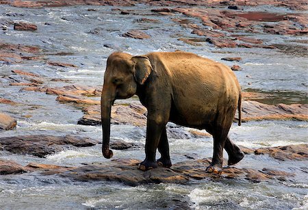 Indian elephant. Pinnawela Elephant Orphanage on Sri Lanka Stock Photo - Budget Royalty-Free & Subscription, Code: 400-07222451