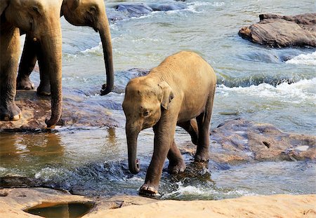 simsearch:400-06062920,k - Baby Indian elephant. Pinnawela Elephant Orphanage on Sri Lanka Foto de stock - Super Valor sin royalties y Suscripción, Código: 400-07222452