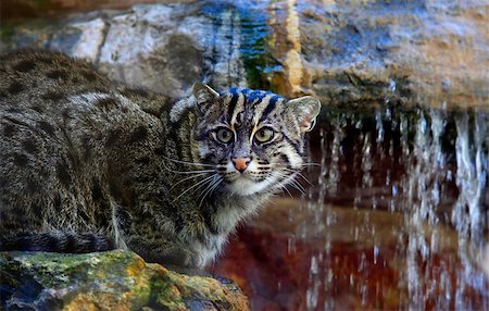 fauchen - Wild cat in a zoo of San Francisco Stockbilder - Microstock & Abonnement, Bildnummer: 400-07222466