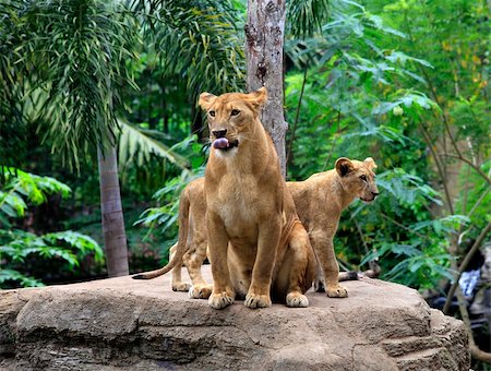 simsearch:400-07422527,k - Family of lions in a zoo. Bali. Indonesia Photographie de stock - Aubaine LD & Abonnement, Code: 400-07222467