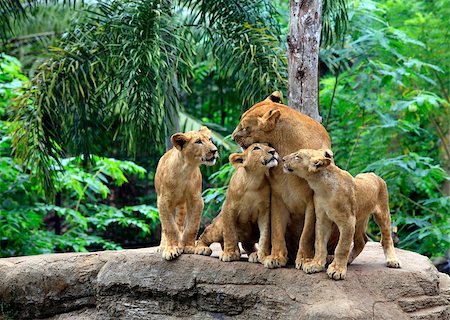 simsearch:400-07422527,k - Family of lions in a zoo. Bali. Indonesia Photographie de stock - Aubaine LD & Abonnement, Code: 400-07222468