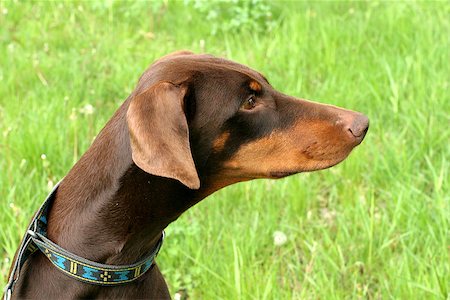 dobermann pinscher - Detail of brown Dobermann dog Photographie de stock - Aubaine LD & Abonnement, Code: 400-07222720