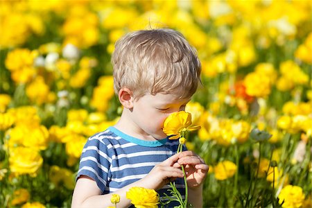 simsearch:400-06768635,k - cute little boy smelling the flower at gorgeous blooming ranunculus field Foto de stock - Royalty-Free Super Valor e Assinatura, Número: 400-07223084