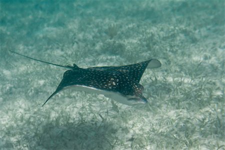 underwater close up of a sting ray of the coast of Belize Foto de stock - Super Valor sin royalties y Suscripción, Código: 400-07223771